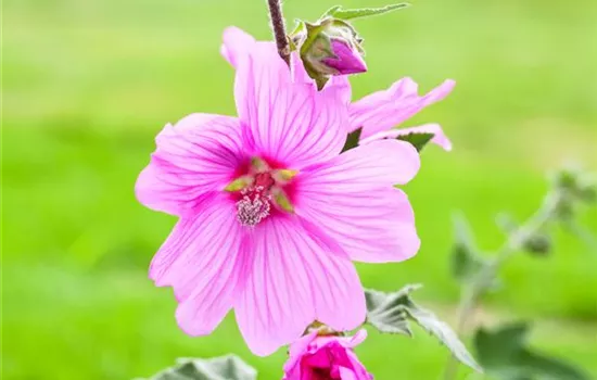 Essbare Blüten Essbare Blüten